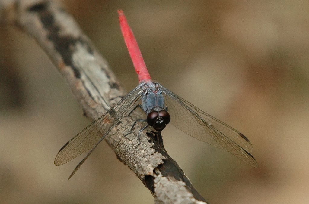 082 2007-12222597 Kakadu - Nourlangie Rock, NT.JPG - Rosy Skimmer (Orthetrum migratum )Dragonfly. Nourlangie Rock, Kakadu National Park, 12-22-2007